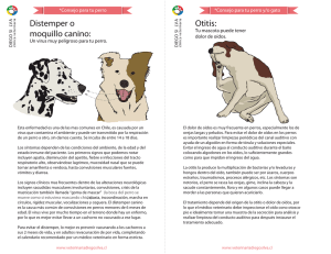 Distemper o moquillo canino - Clinica Veterinaria Diego Silva