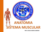 músculo liso involuntario - Paramedicos sin Fronteras SAS