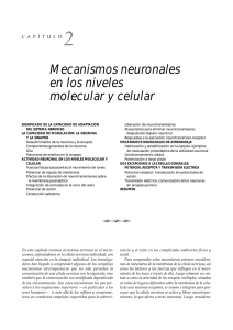 Mecanismos neuronales en los niveles molecular y celular