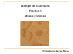 Mitosis y Meiosis - biblioteca upibi