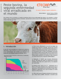 Peste bovina, la segunda enfermedad viral erradicada en