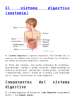 El sistema digestivo (anatomía)