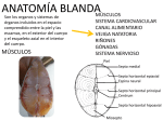 Anatomía blanda
