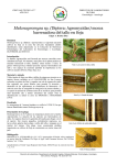 Melanagromyza sp. (Diptera: Agromyzidae) mosca