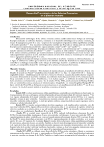 Desarrollo Embriológico de las Arterias Coronarias en el Embrión