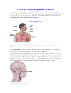 Partes del Sistema Respiratorio Humano