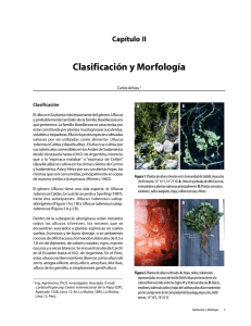 Clasificación y Morfología