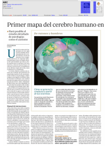 Primer mapa del cerebro humano en