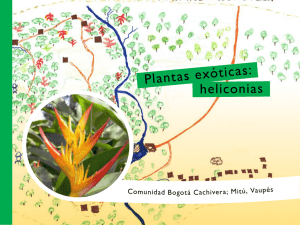 Plantas exóticas: heliconias