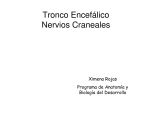 Tronco y Nervios craneales - U