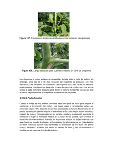 Figura 107. Chupones o brotes desarrollados en las axilas