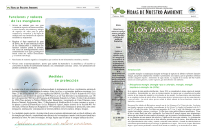 los manglares - (www.caribbeanfmc.com) y