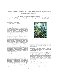 La Piña, Ananas comosus (L.) Merr. (Bromeliaceae)