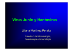 Virus Junín