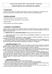 prácticas disección corazón