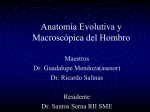 Anatomia Evolutiva y Macroscopica del Hombro
