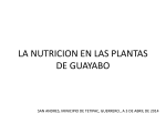 la nutricion y fertilizacion de las plantas de guayabo