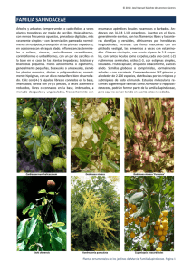 familia sapindaceae - Árboles ornamentales