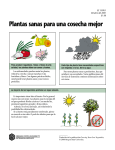 Plantas sanas para una cosecha mejor