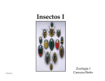 Clase Insectos 1 - U