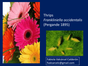 MIPE Thrips Fabiola Valcarcel