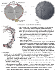 - disco óptico - entrada del nervio óptico (NC II) y las arterias de la