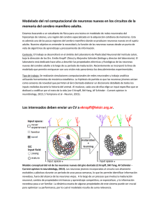 Modelado del rol computacional de neuronas nuevas en los