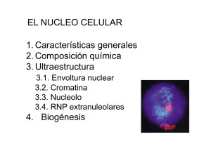 el núcleo celular