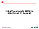 15- M Pozo – Importancia del Sistema Radicular en el Bananno