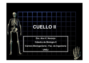 cuello ii - DEA