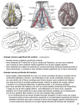 - drenaje venoso superficial del cerebro (continuación)