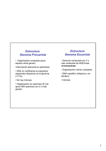 Estructura Genoma Eucariota Estructura Genoma Procariota