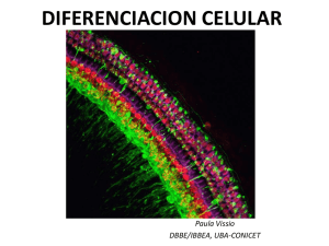 Diferenciación Celular