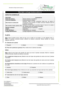 Descriptor Lechuga (Lactuca sativa L.)