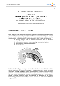 embriología y anatomia de la tráquea y el esófago