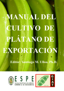 manual del cultivo de plátano de exportación