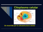 Citoplasma celular
