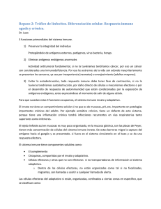 Tráfico de linfocitos. Diferenciación celular - medicina