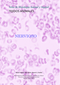 9. Nervioso - Atlas de Histología Vegetal y Animal