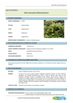 Hierba nudosa japonesa (Reynoutria japonica)