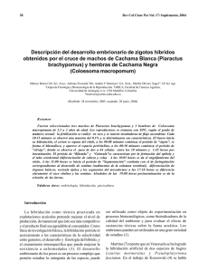 Descripción del desarrollo embrionario de zigotos híbridos