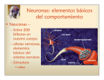 Neuronas: elementos básicos del comportamiento
