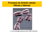 Procesos de división celular: Mitosis y Meiosis