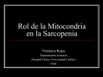 Rol de la Mitocondria en la Sarcopenia