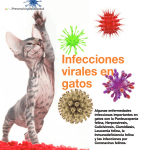 Infecciones virales en gatos