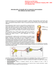 Introducción al estudio del la anatomía macroscópica - anatomia-ubb