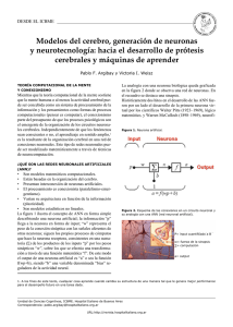 Modelos del cerebro, generación de neuronas y