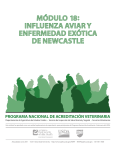 módulo 18: influenza aviar y enfermedad exótica de newcastle