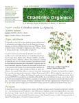 Cilantrillo - Agricultura Orgánica