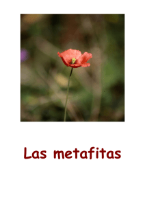Las metafitas